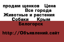 продам щенков › Цена ­ 15 000 - Все города Животные и растения » Собаки   . Крым,Белогорск